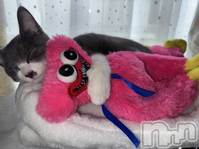 ��ˬ����Х��顦����֥���� �ץ���� ��ˬ(����� �ץ���� ����) �ϰ� �椺���10��31���̥�֥�����🩷��