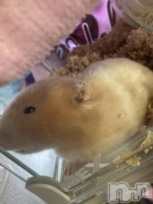 ��ˬ����Х��顦����֥���� �ץ���� ��ˬ(����� �ץ���� ����) �ϰ� �椺���12��6���̥�֥�����🤎��