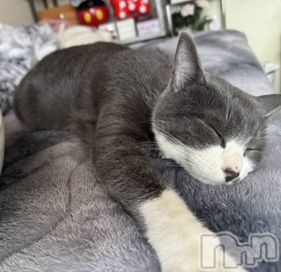 ��ˬ����Х��顦����֥���� �ץ���� ��ˬ(����� �ץ���� ����) �ϰ� �椺���2��3���̥�֥�����🩶��