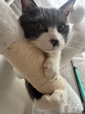 ��ˬ����Х��顦����֥���� �ץ���� ��ˬ(����� �ץ���� ����) �ϰ� �椺���4��6���̥�֥�����🖤��