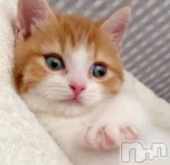 新潟デリヘル熟女の風俗 最終章(ジュクジョノフウゾクサイシュウショウ) こゆき(45)の10月3日写メブログ「次回の出勤は22日！」