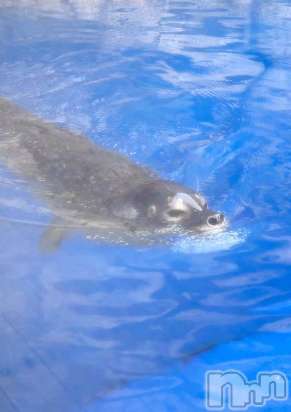 長岡デリヘル純・無垢(ジュンムク)つな(19)の2025年9月16日写メブログ「🦭🦭🦭」