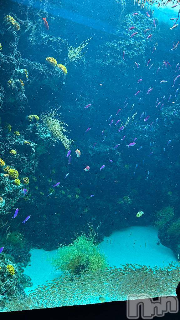 長岡デリヘル純・無垢(ジュンムク)つな(20)の2025年10月11日写メブログ「旅行🌟」