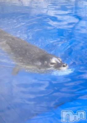 長岡デリヘル 純・無垢(ジュンムク) つな(20)の9月16日写メブログ「🦭🦭🦭」