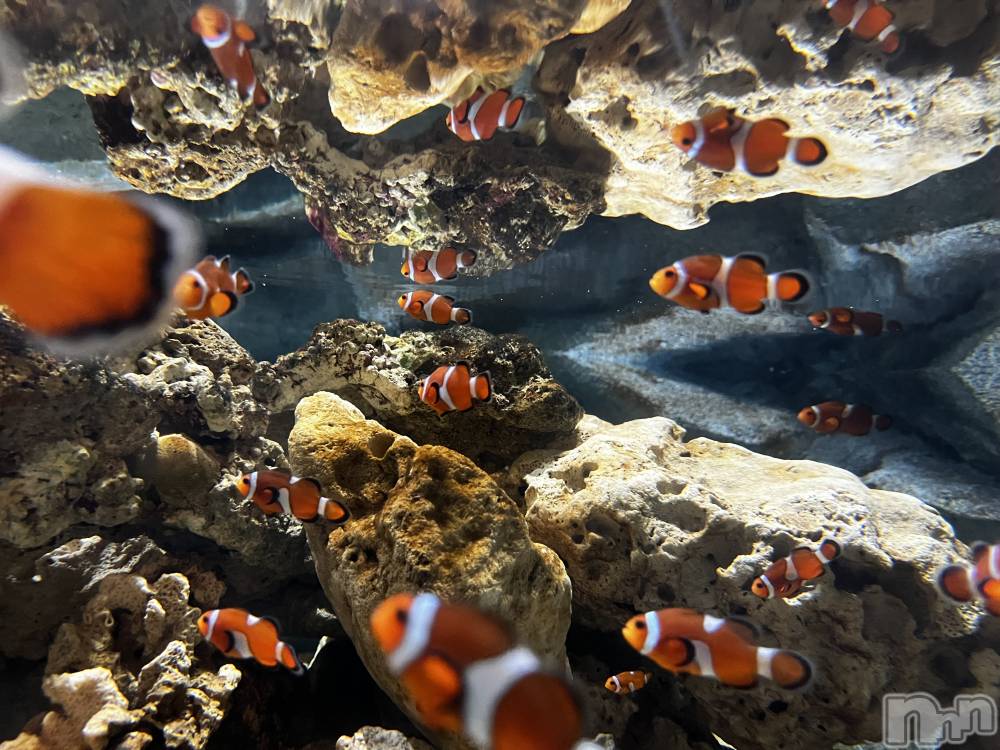 ĮХ顦GRANDIR(ǥ) ǡ ϡ1125ֽ̥֥