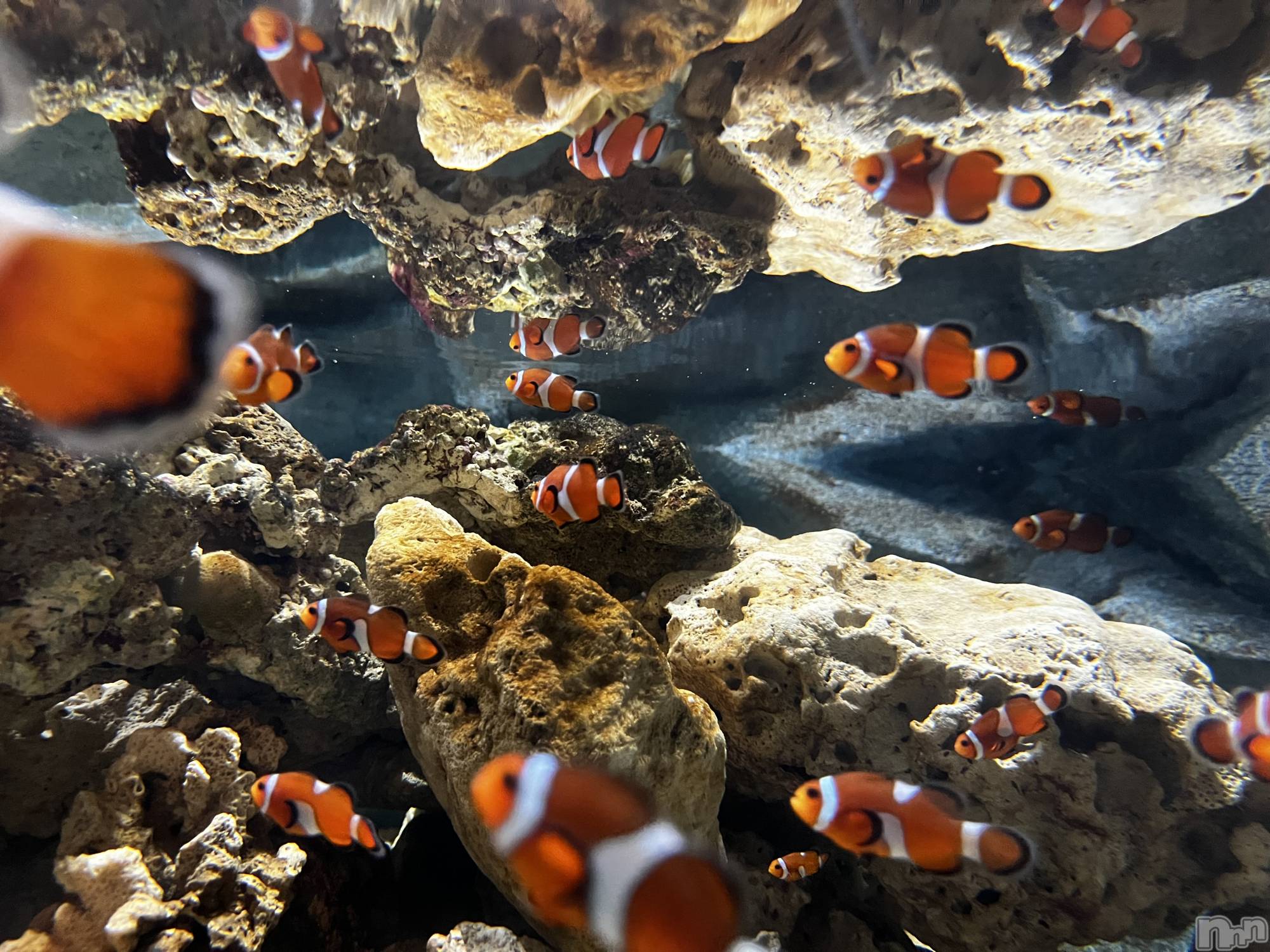 ĮХ顦GRANDIR(ǥ) 2025ǯ1125ֽ̥֥