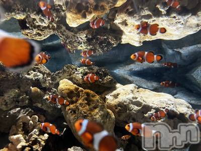 ��Į����Х��顦�����GRANDIR(�����ǥ�����) ǡ�� ϡ(26)��11��25���̥�֥����ֽ���������