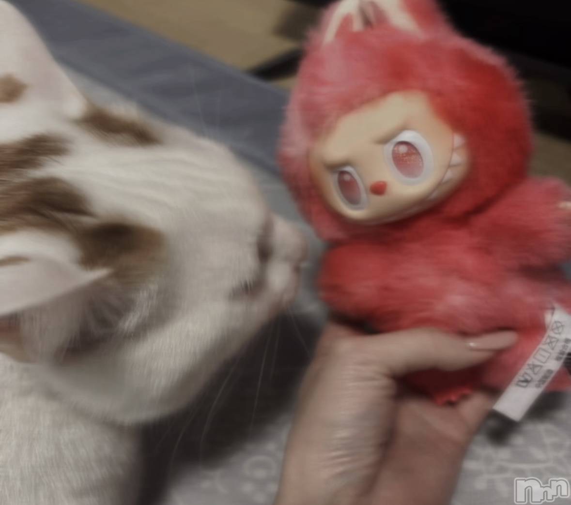 ƲХ顦CLUB FOUR GARDEN(֡եǥ) 2025ǯ1027ֽ̥֥жС