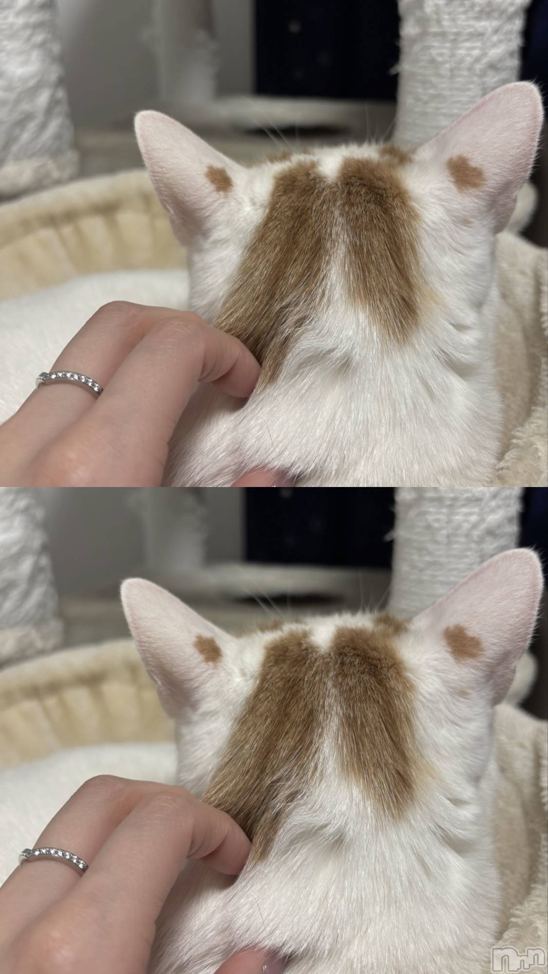 ��Ʋ����Х��顦�����CLUB FOUR GARDEN(����֡��ե��������ǥ�) ��2026ǯ4��4���̥�֥����ֽжС�