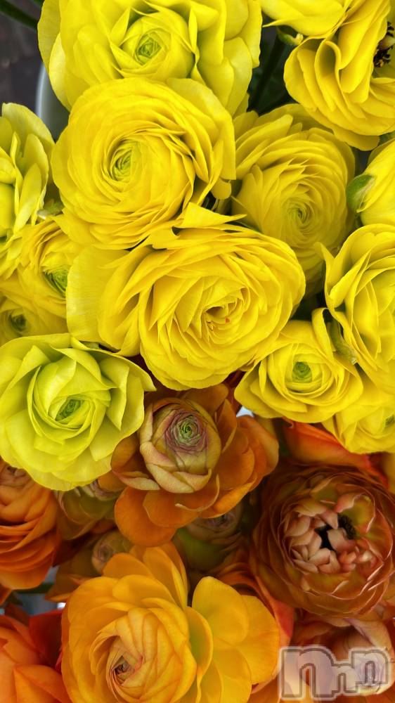 ��ˬ����Х��顦�����CLUB Red(����� ��å�) ��������4��11���̥�֥����֤���Ф�ϡ�̮⃝ 4/11��