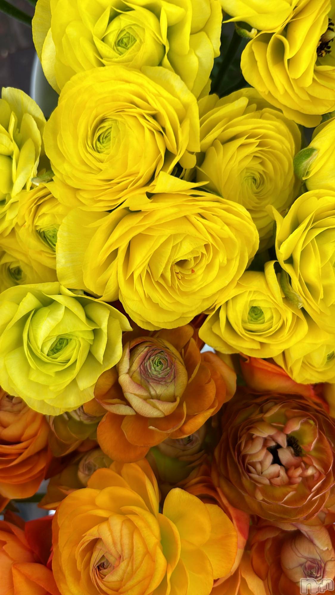 ��ˬ����Х��顦�����CLUB Red(����� ��å�) ��2025ǯ4��11���̥�֥����֤���Ф�ϡ�̮⃝ 4/11��