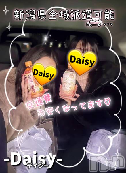 Ĺ襳ѥ˥󥯥Ĺѥ˥-Daisy- ǥ (Ĺȯ 㸩)(ʥѥ˥ǥ)  2025ǯ123̥֥֡ͽ󡼡!!☃️ۡ