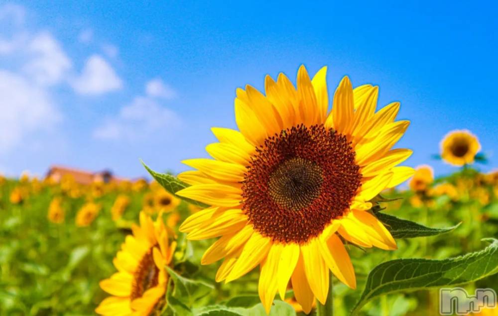 ��ˬ����Х��顦����֥���� �ץ���� ��ˬ(����� �ץ���� ����) ע�� ��������8��9���̥�֥�����🐚��