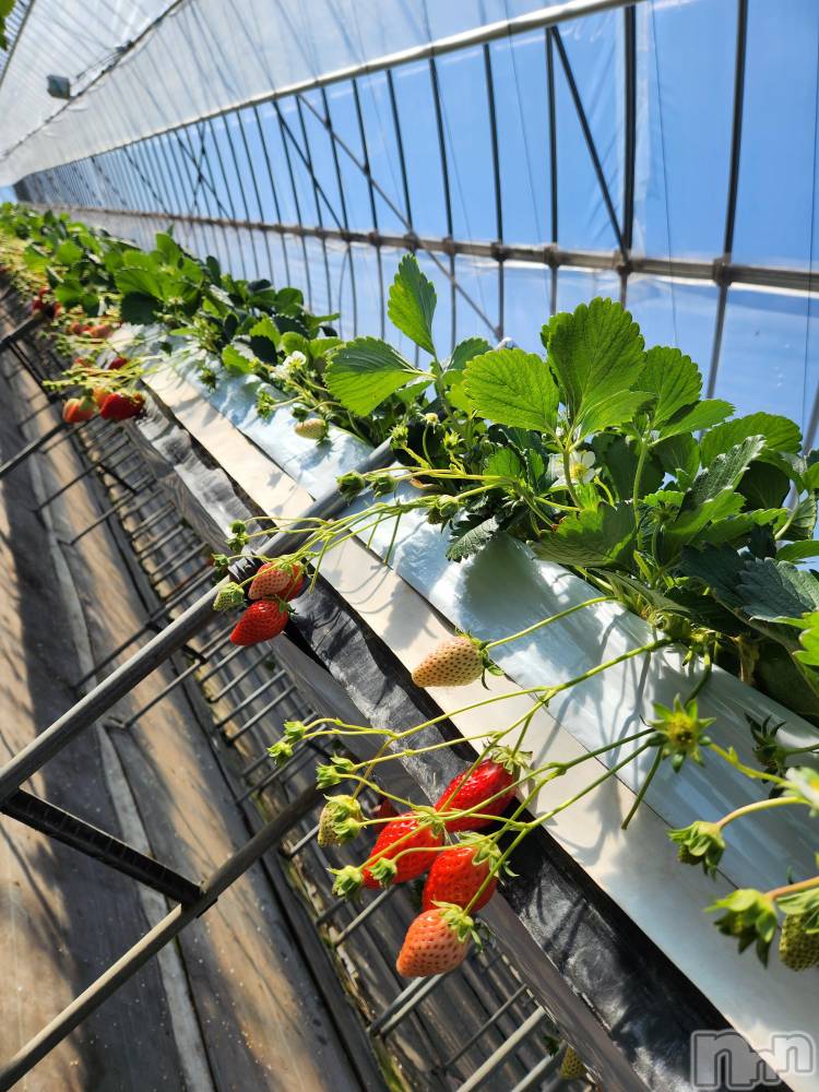 ��ˬ����Х��顦����֥���� �ץ���� ��ˬ(����� �ץ���� ����) ע�� ��������1��24���̥�֥�����🎈��