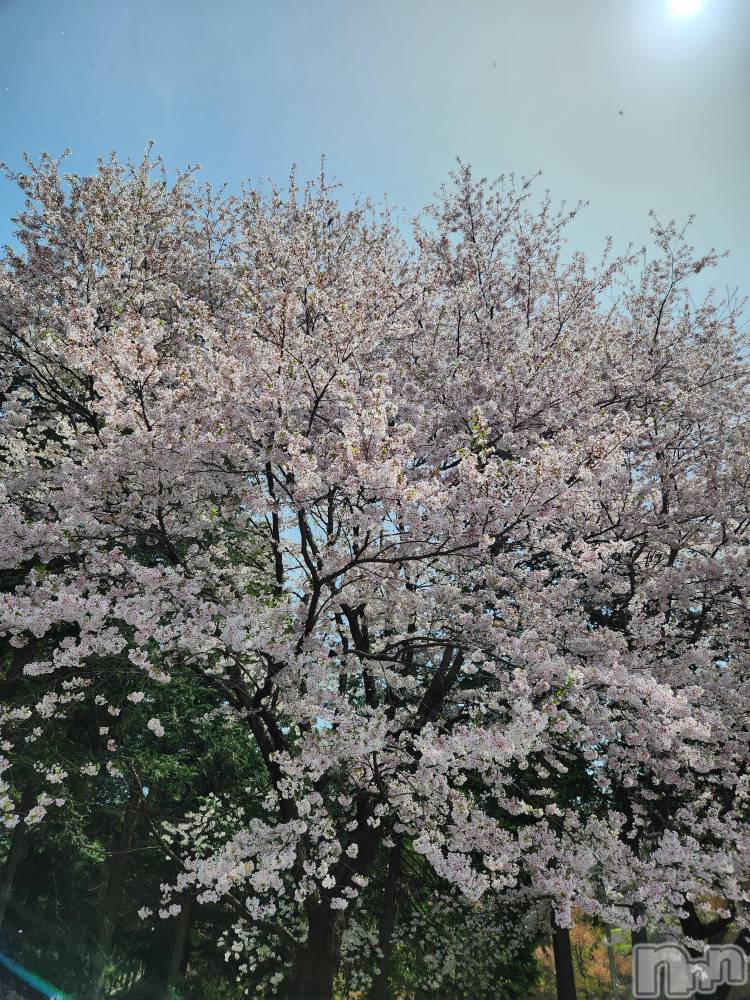 ��ˬ����Х��顦����֥���� �ץ���� ��ˬ(����� �ץ���� ����) ע�� ��������4��23���̥�֥�����🌼��