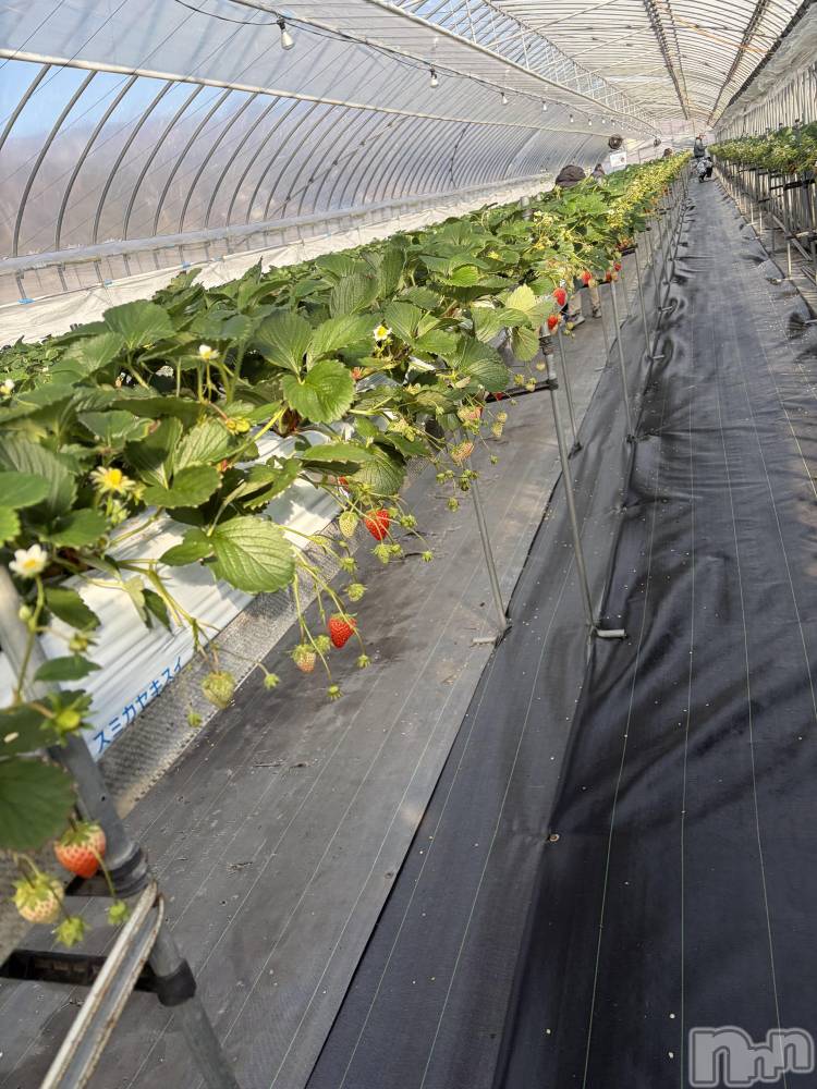 ��ˬ����Х��顦����֥���� �ץ���� ��ˬ(����� �ץ���� ����) ע�� ��������1��16���̥�֥�����🍓��