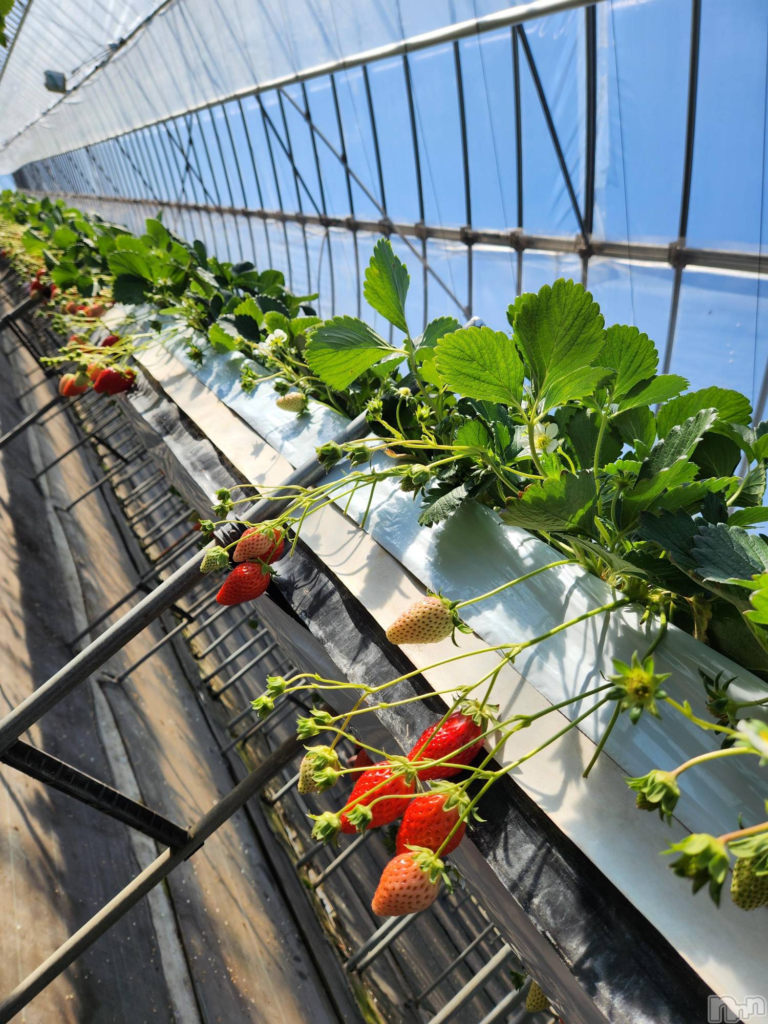 ��ˬ����Х��顦����֥���� �ץ���� ��ˬ(����� �ץ���� ����) ��2025ǯ1��24���̥�֥�����🎈��