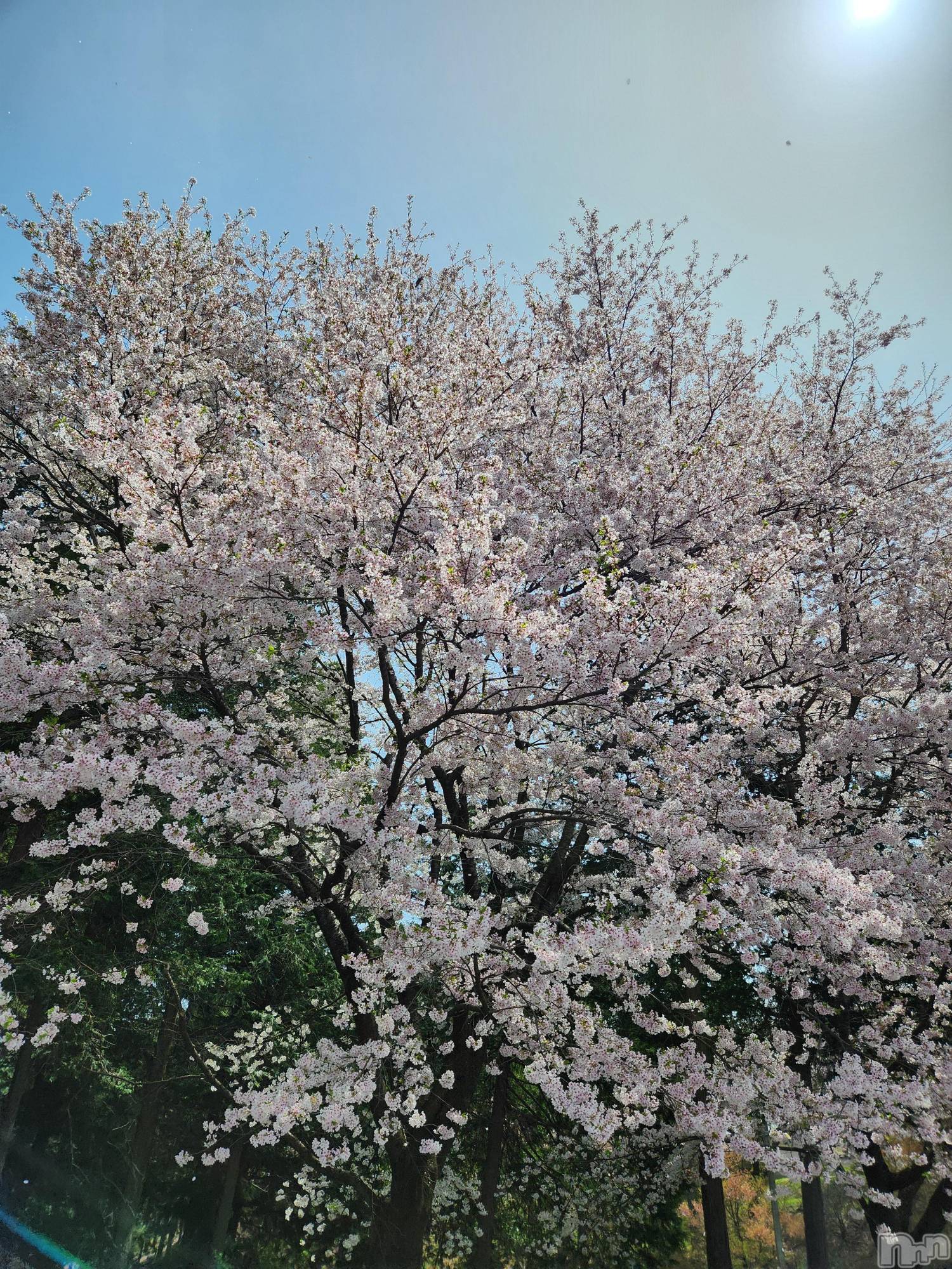 ��ˬ����Х��顦����֥���� �ץ���� ��ˬ(����� �ץ���� ����) ��2025ǯ4��23���̥�֥�����🌼��