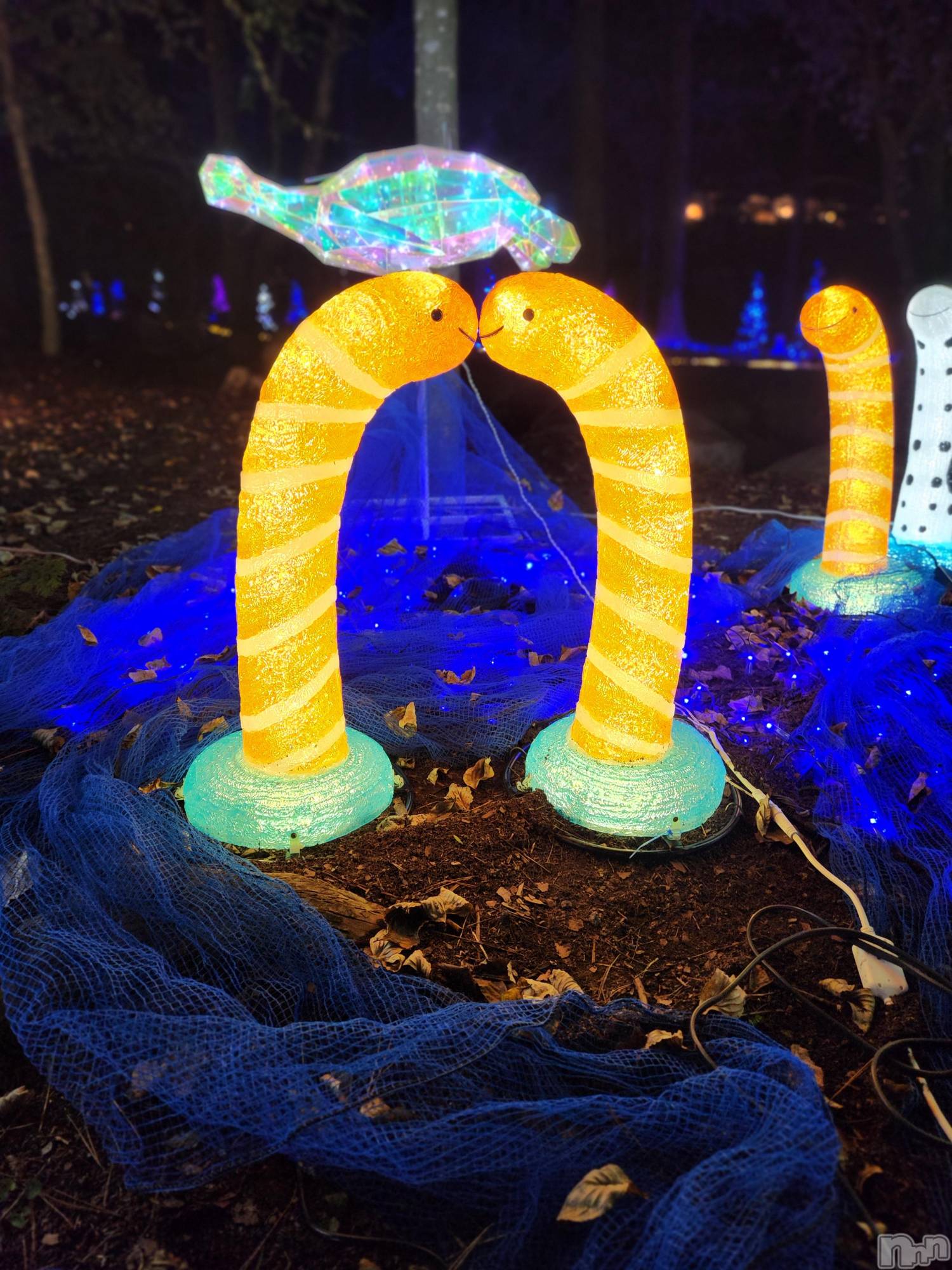 ��ˬ����Х��顦����֥���� �ץ���� ��ˬ(����� �ץ���� ����) ��2025ǯ10��17���̥�֥�����🐟��