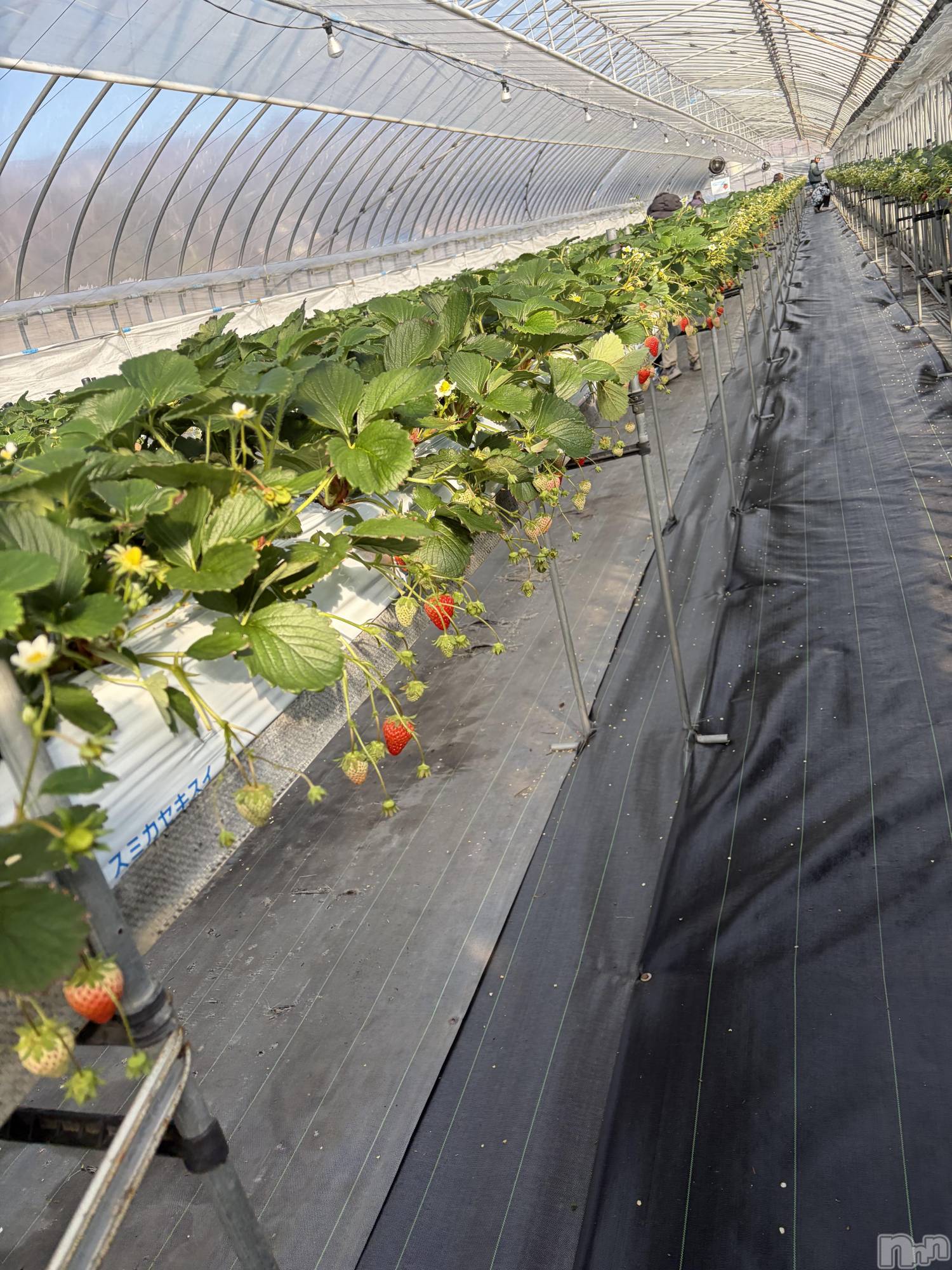 ��ˬ����Х��顦����֥���� �ץ���� ��ˬ(����� �ץ���� ����) ��2026ǯ1��16���̥�֥�����🍓��