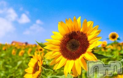 ��ˬ����Х��顦����֥���� �ץ���� ��ˬ(����� �ץ���� ����) ע�� ��������8��9���̥�֥�����🐚��