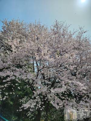 ��ˬ����Х��顦����֥���� �ץ���� ��ˬ(����� �ץ���� ����) ע�� ��������4��23���̥�֥�����🌼��