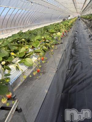 ��ˬ����Х��顦����֥���� �ץ���� ��ˬ(����� �ץ���� ����) ע�� ��������1��16���̥�֥�����🍓��