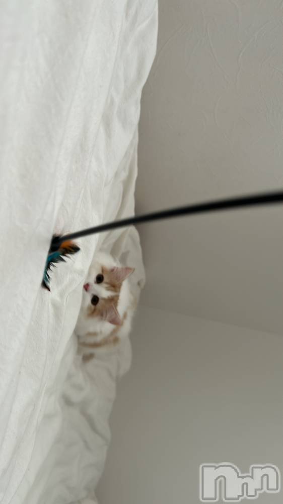 ܱХ顦֥ ץ ( ץ ޥĥ) ޤͤ1023̥֥🐱ྀི🛜