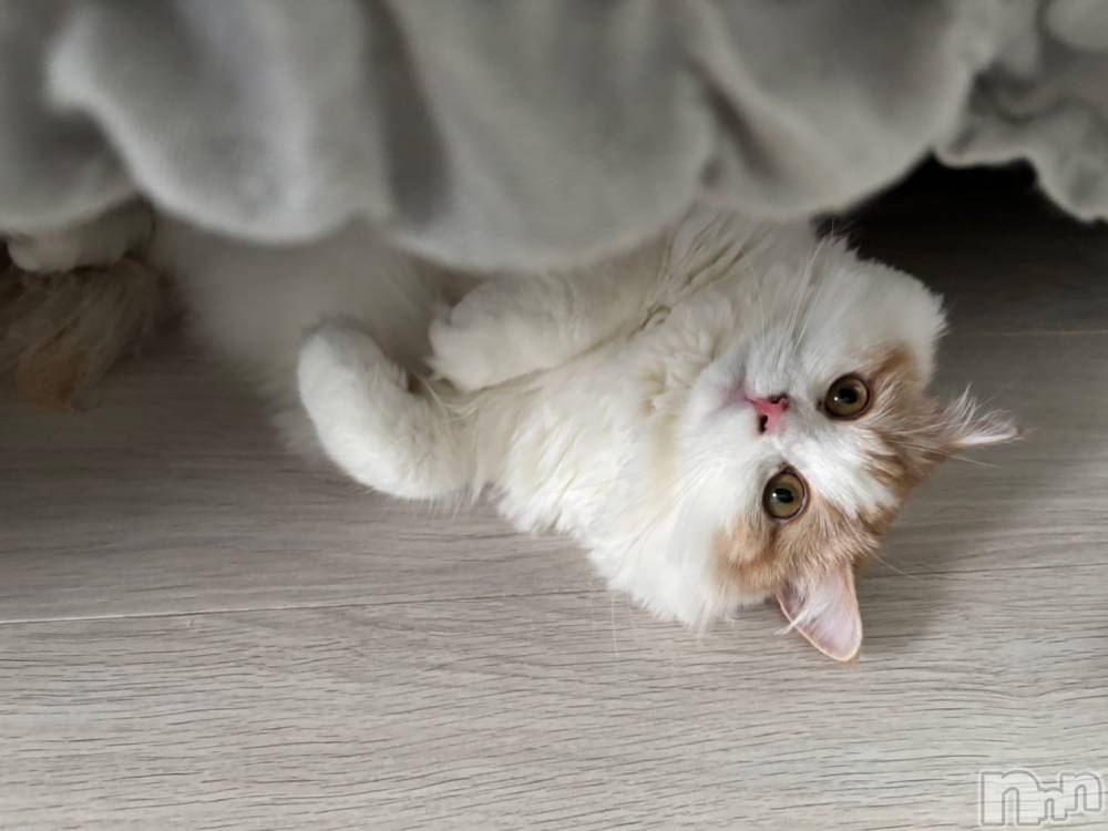 ܱХ顦֥ ץ ( ץ ޥĥ) ޤͤ86̥֥ฅ^.  ̫ .^ฅ♡