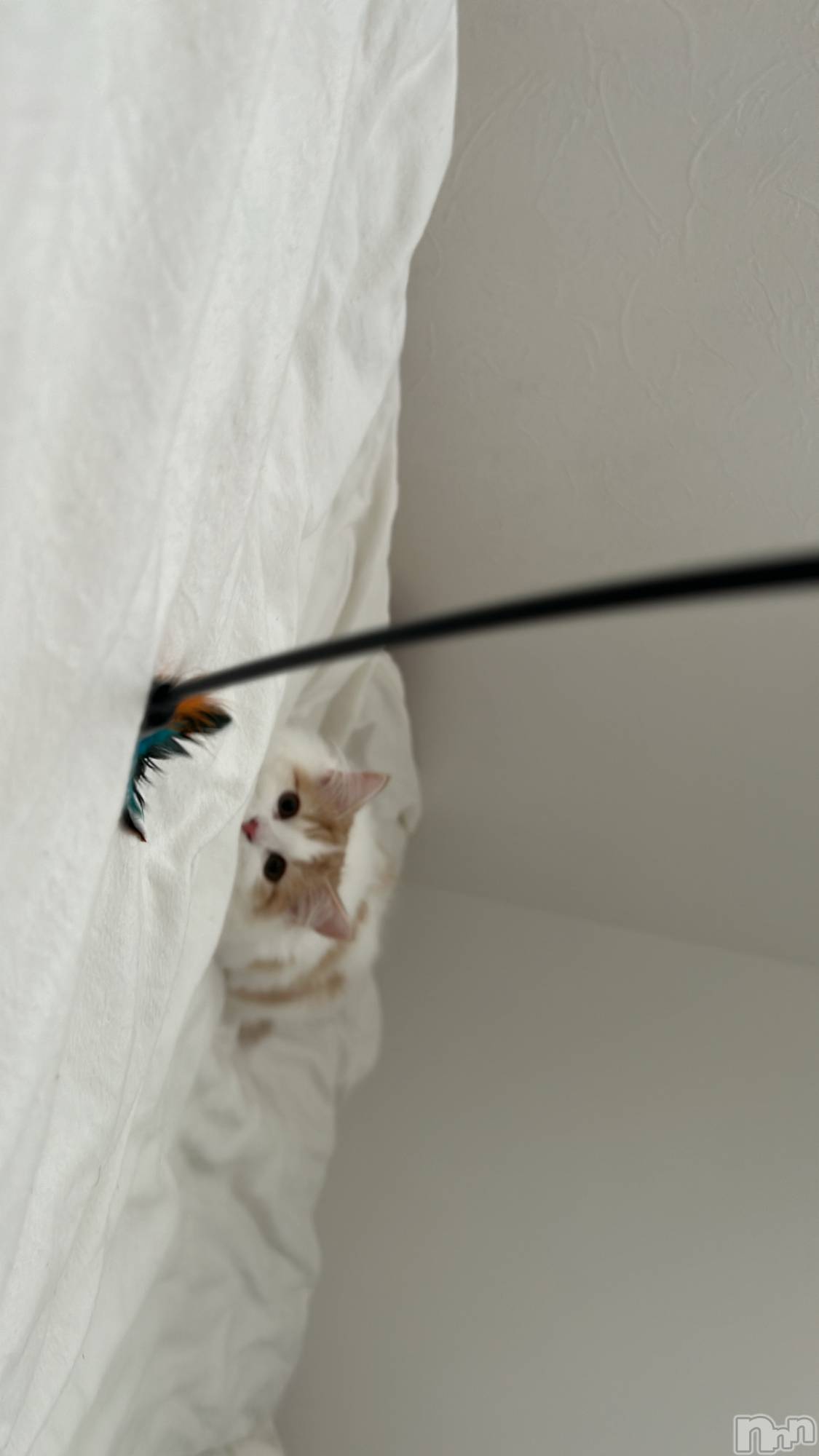 ܱХ顦֥ ץ ( ץ ޥĥ) 2024ǯ1023̥֥🐱ྀི🛜