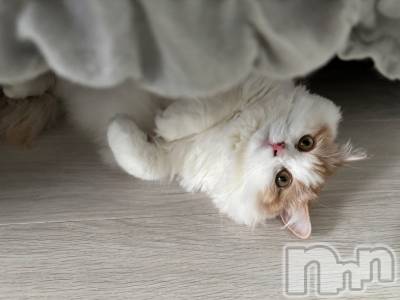 ܱХ顦֥ ץ ( ץ ޥĥ) ޤͤ86̥֥ฅ^.  ̫ .^ฅ♡