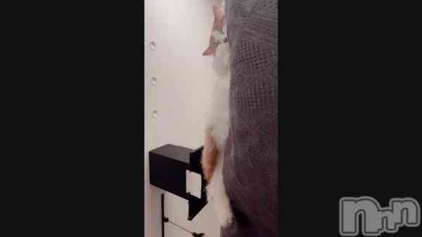 &#x1F408;&#x200D;&#x2B1B;&#x1F380;