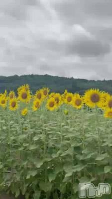🌻sunflower🌻