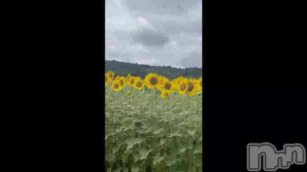 &#x1F33B;sunflower&#x1F33B;