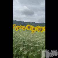 🌻sunflower🌻