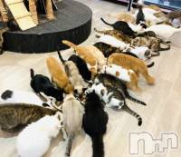 ����������ʥå��������륺�С����饪���ϥ��ܡ���bar���ͻ���(���饪���ϥ��ܡ���С��ӥ��󥷥ޥ�) �ߤ꡼��2��22���̥�֥���������222❣️��