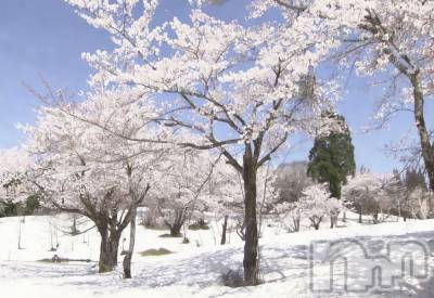 ����������ʥå��������륺�С����饪���ϥ��ܡ���bar���ͻ���(���饪���ϥ��ܡ���С��ӥ��󥷥ޥ�) �ߤ꡼��3��13���̥�֥����֤ޤ���դ�ޤ�🥶��