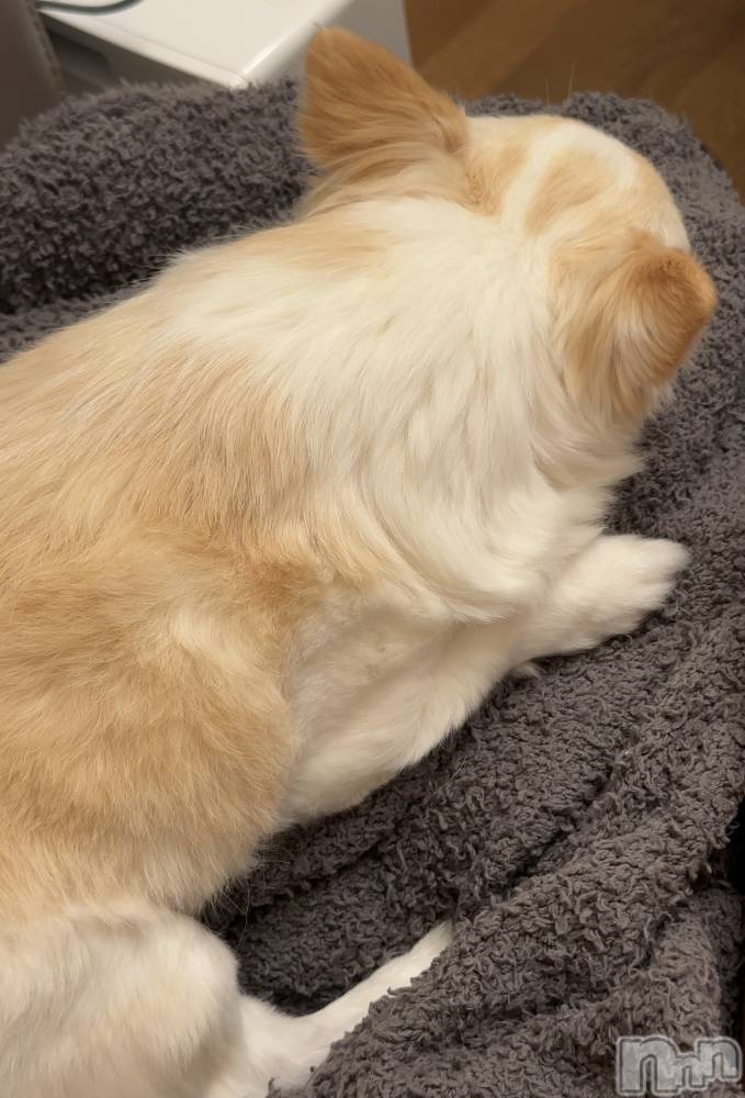 ��ˬ����Х��顦����֥���� �ץ���� ��ˬ(����� �ץ���� ����) �� ��ʤ�7��23���̥�֥�����🐶��