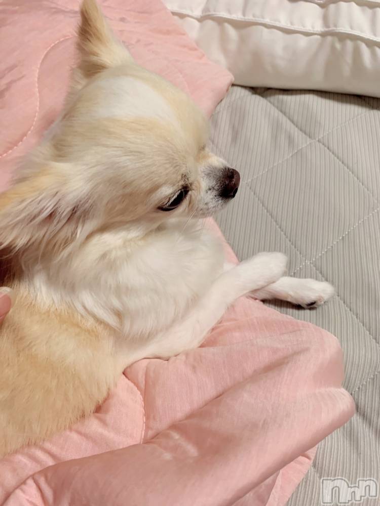 ��ˬ����Х��顦����֥���� �ץ���� ��ˬ(����� �ץ���� ����) �� ��ʤ�9��6���̥�֥�����🐶��