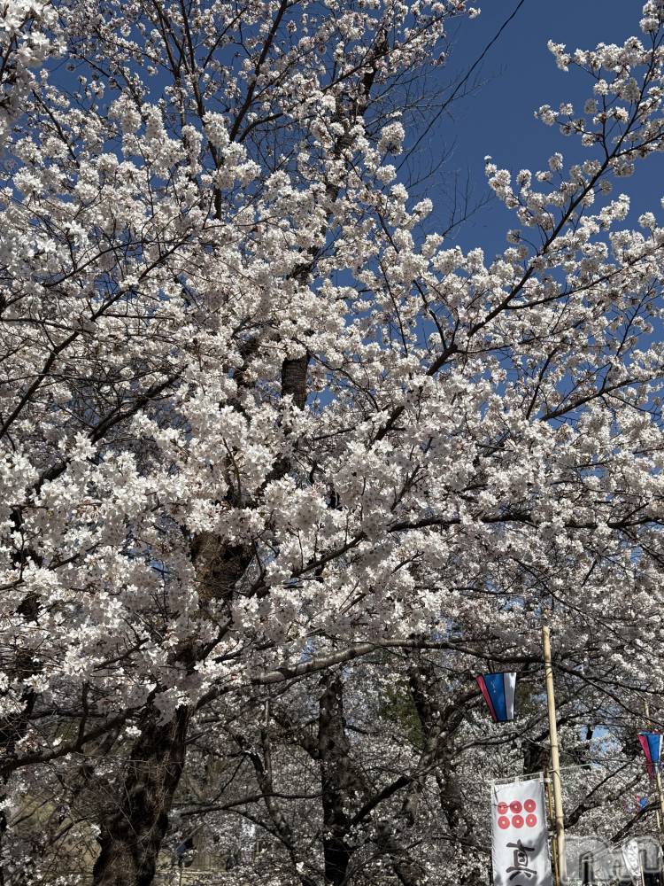 ��ˬ����Х��顦����֥���� �ץ���� ��ˬ(����� �ץ���� ����) �� ��ʤ�4��18���̥�֥�����🌸��