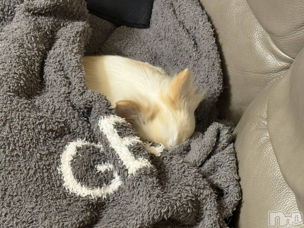 ��ˬ����Х��顦����֥���� �ץ���� ��ˬ(����� �ץ���� ����) �� ��ʤ�1��9���̥�֥�����🐶��