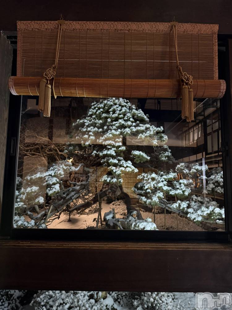 ��ˬ����Х��顦����֥���� �ץ���� ��ˬ(����� �ץ���� ����) �� ��ʤ�1��11���̥�֥�����🌳��