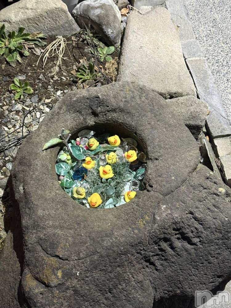 ��ˬ����Х��顦����֥���� �ץ���� ��ˬ(����� �ץ���� ����) �� ��ʤ�3��18���̥�֥�����🐣��