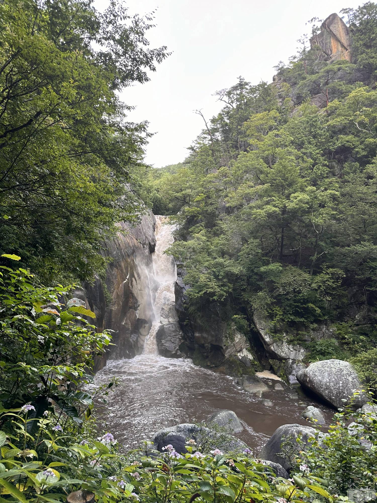 ��ˬ����Х��顦����֥���� �ץ���� ��ˬ(����� �ץ���� ����) ��2024ǯ9��2���̥�֥�����🌳��