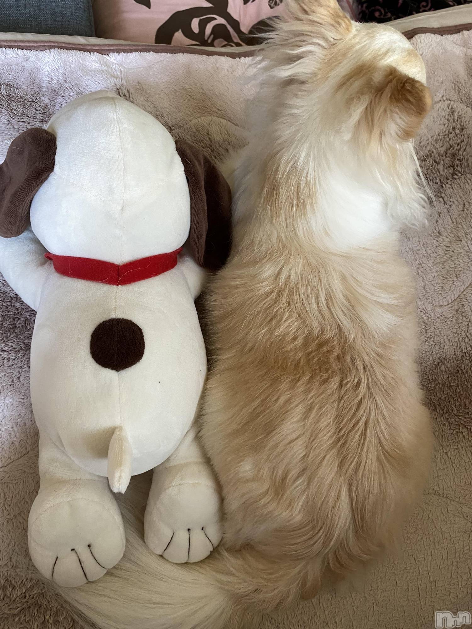 ��ˬ����Х��顦����֥���� �ץ���� ��ˬ(����� �ץ���� ����) ��2024ǯ10��1���̥�֥�����🐕��