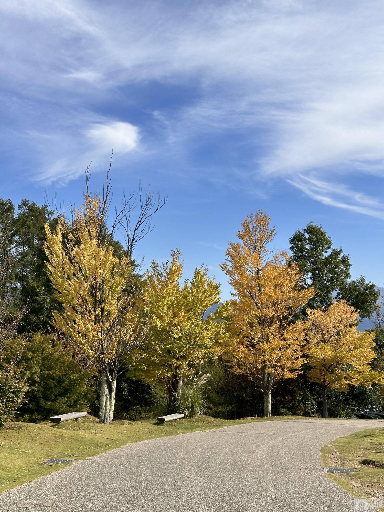 ��ˬ����Х��顦����֥���� �ץ���� ��ˬ(����� �ץ���� ����) ��2024ǯ11��7���̥�֥�����🍁��