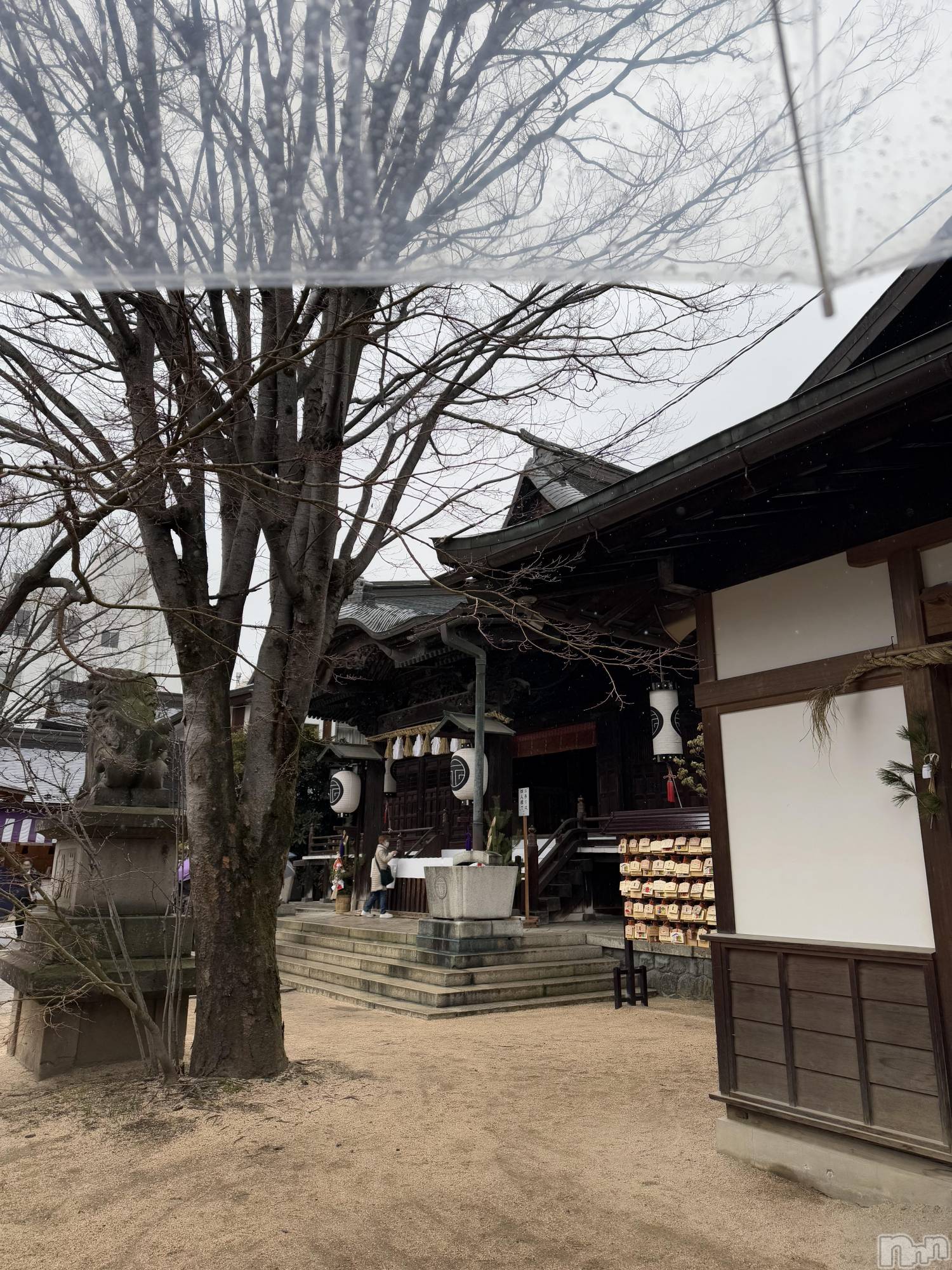 ��ˬ����Х��顦����֥���� �ץ���� ��ˬ(����� �ץ���� ����) ��2025ǯ1��6���̥�֥�����🌅��