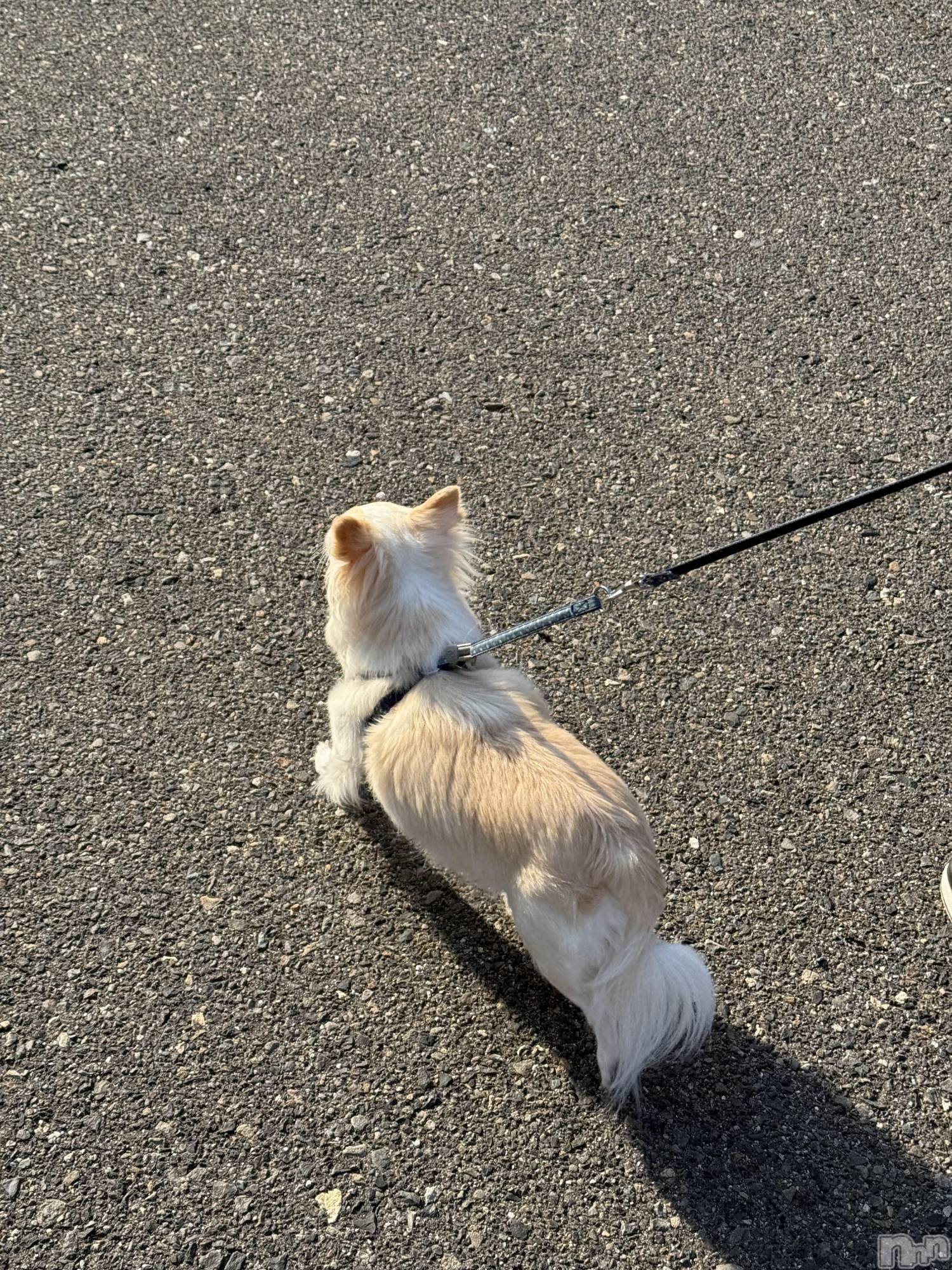 ��ˬ����Х��顦����֥���� �ץ���� ��ˬ(����� �ץ���� ����) ��2025ǯ3��30���̥�֥�����🐶��