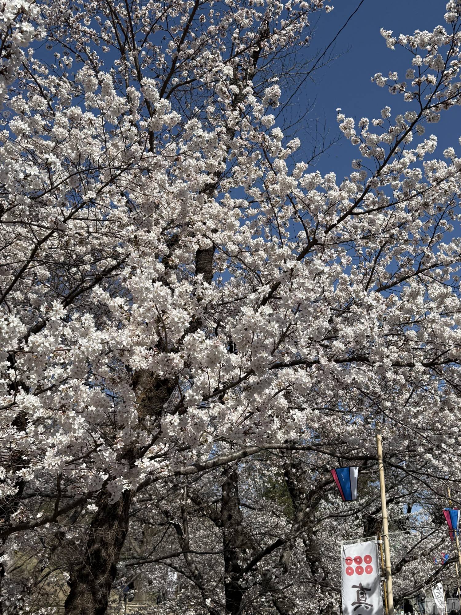 ��ˬ����Х��顦����֥���� �ץ���� ��ˬ(����� �ץ���� ����) ��2025ǯ4��18���̥�֥�����🌸��