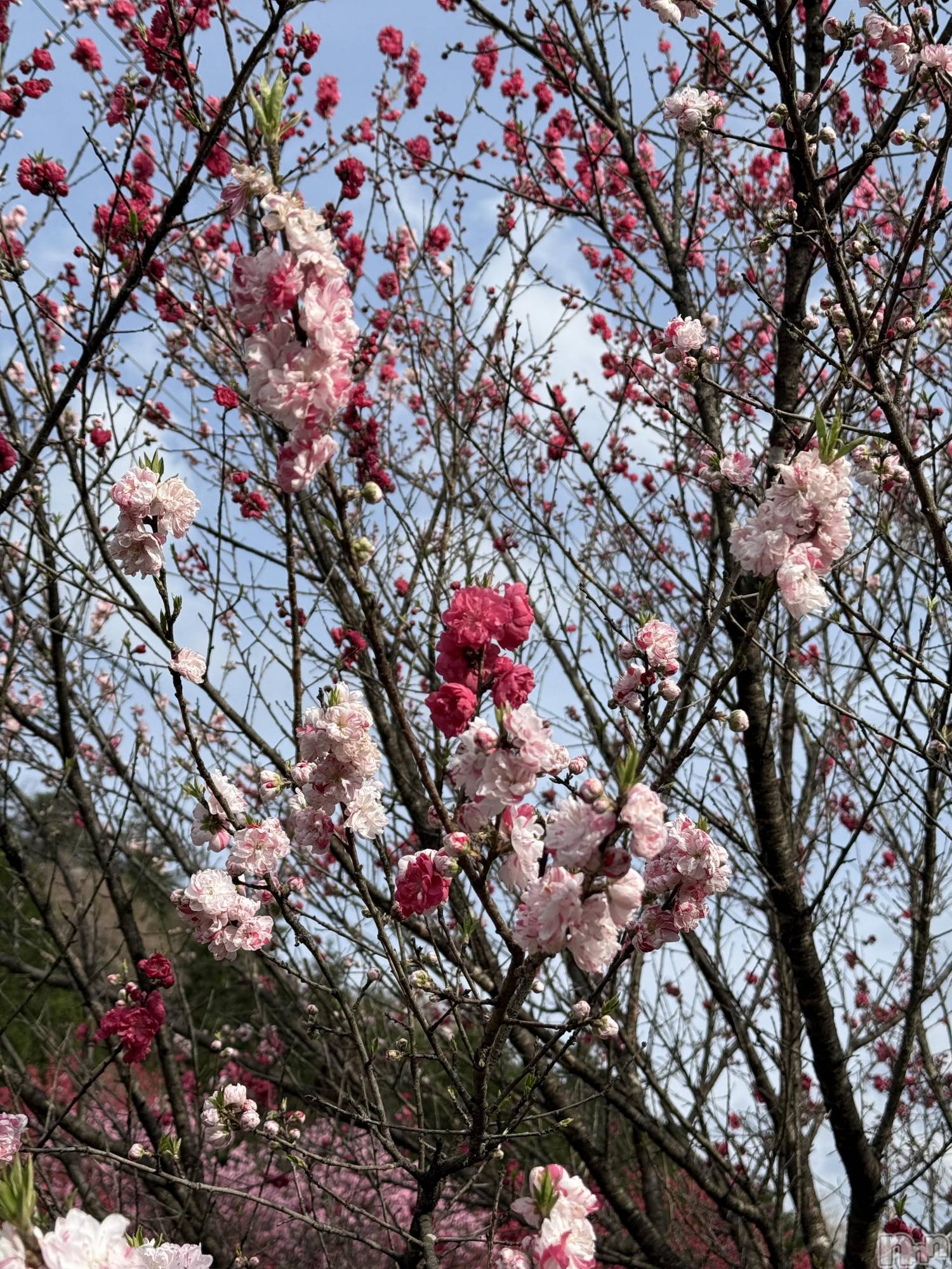 ��ˬ����Х��顦����֥���� �ץ���� ��ˬ(����� �ץ���� ����) ��2025ǯ4��23���̥�֥�����🌸��